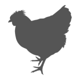 Icon Altsteirer Huhn