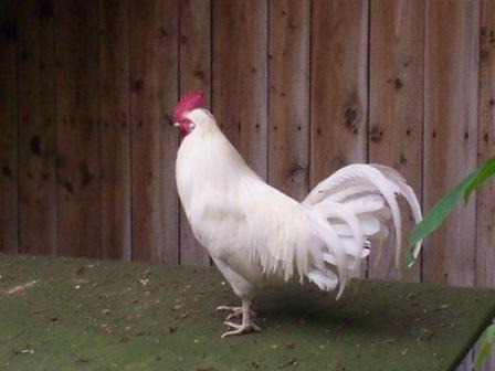 Altsteirerhahn weiß