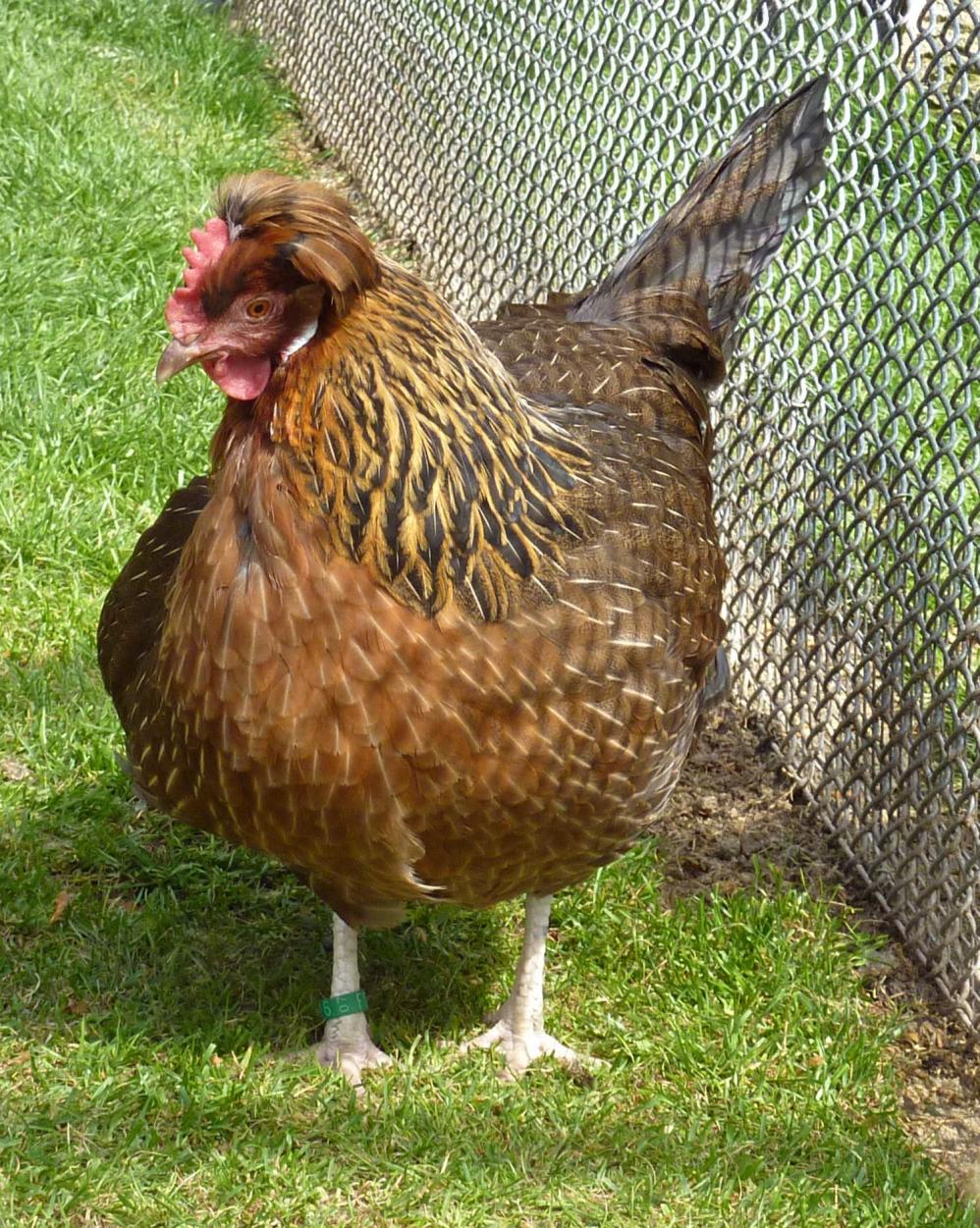 Altsteirer Huhn wildbraun - Bildquelle: Xocolatl, Wikimedia Commons