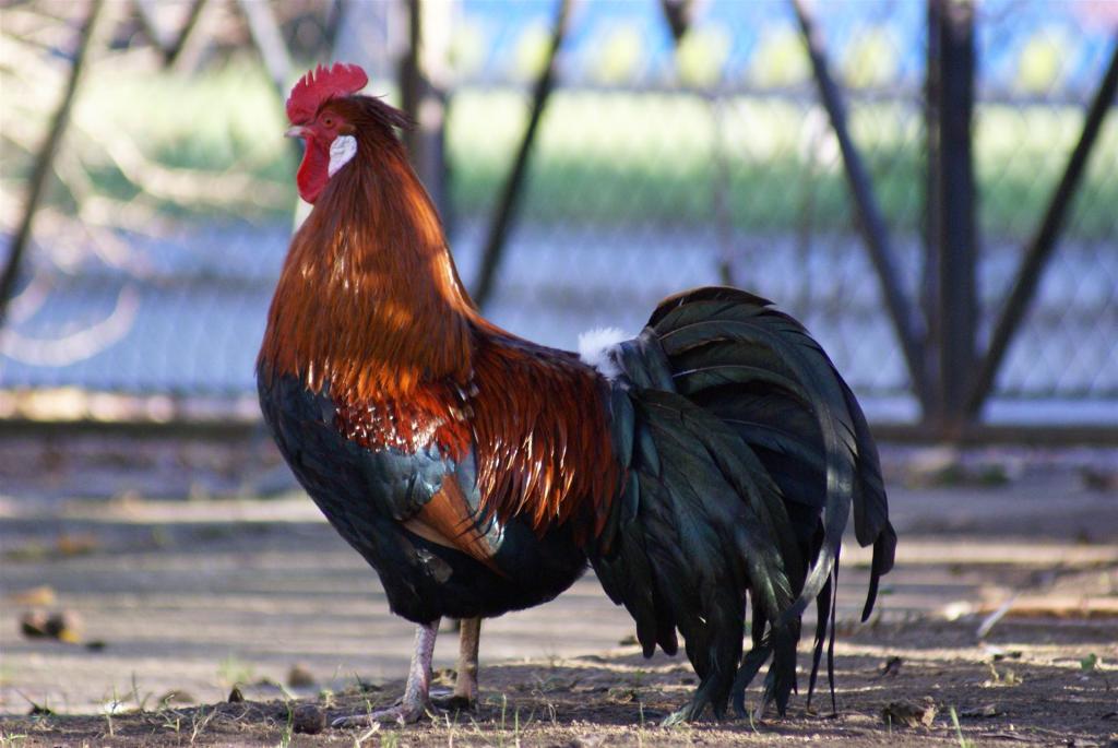 Altsteirer Hahn - Bildquelle: Oswald Hicker, Wikimedia Commons