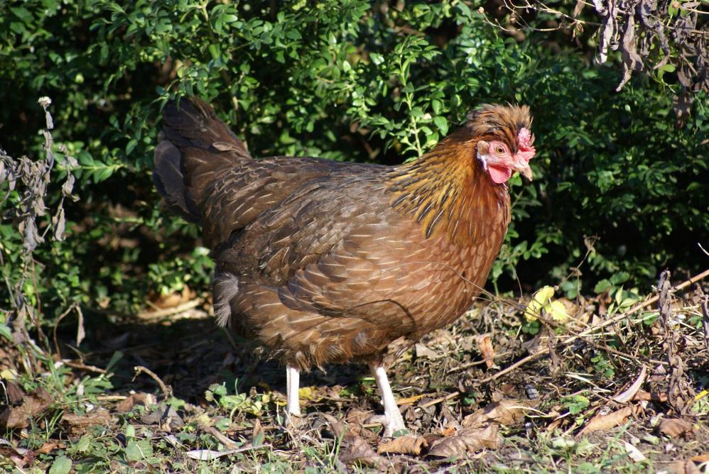 Altsteirer Henne wildbraun - Bildquelle: Oswald Hicker, Wikimedia Commons