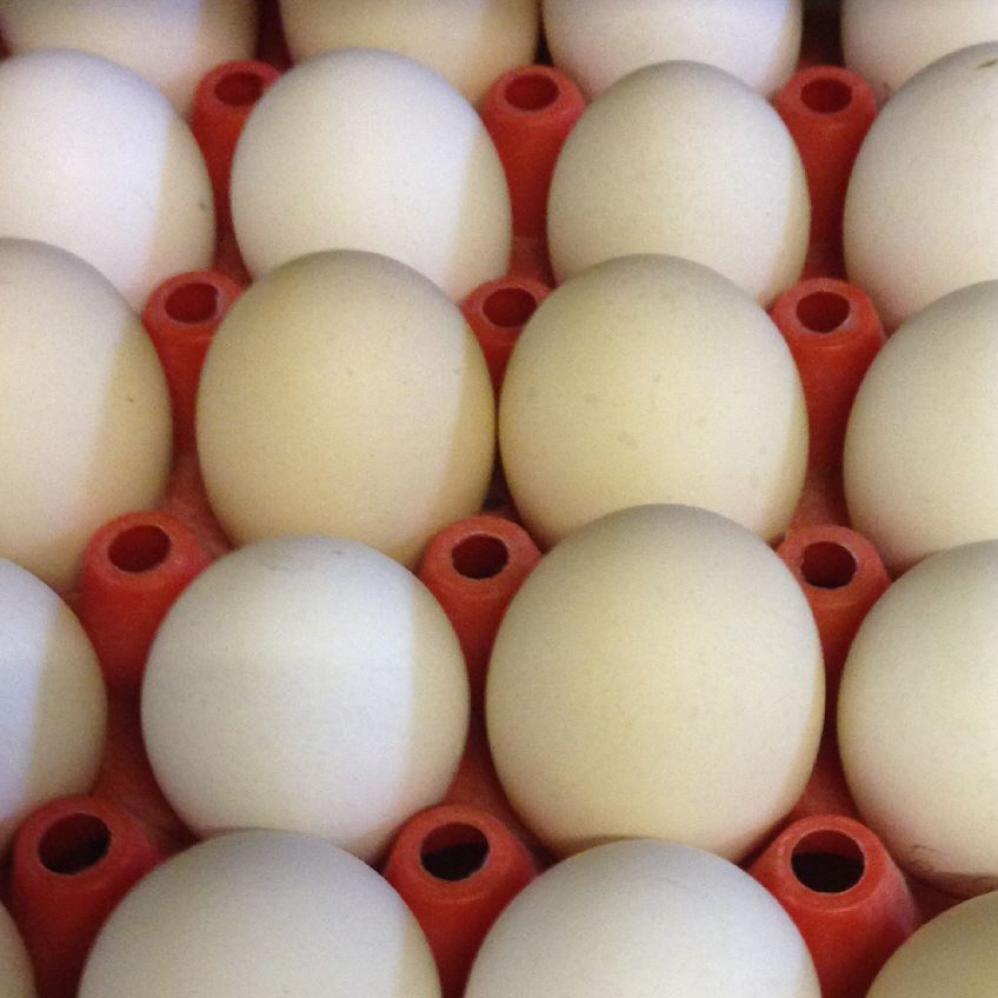 Eier vom weißen Altsteirer Huhn auf einer Horde