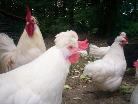 Altsteirer weiß - Bild von Jakob Günther auf AustroHuhn.at