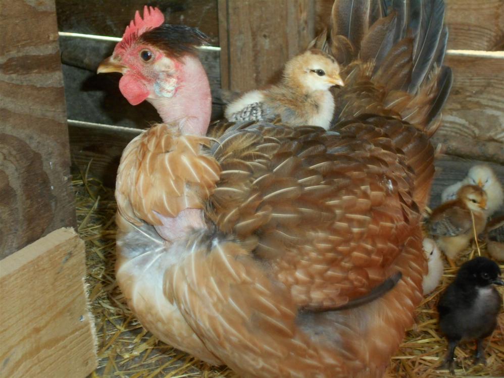 Nackthals Henne mit Küken - Bildquelle: Jacobfriede, Wikimedia Commons