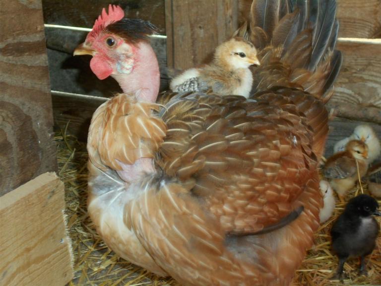 Nackthals Henne mit Küken - Bildquelle: Jacobfriede, Wikimedia Commons