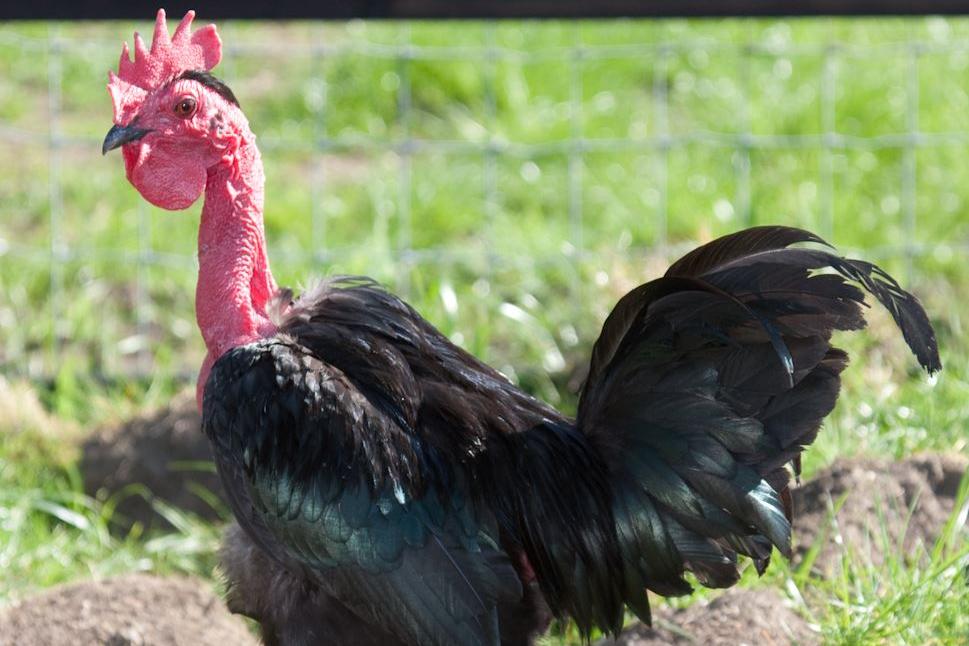 Nackthalshuhn - Bildquelle: Mr ATM, Wikimedia Commons