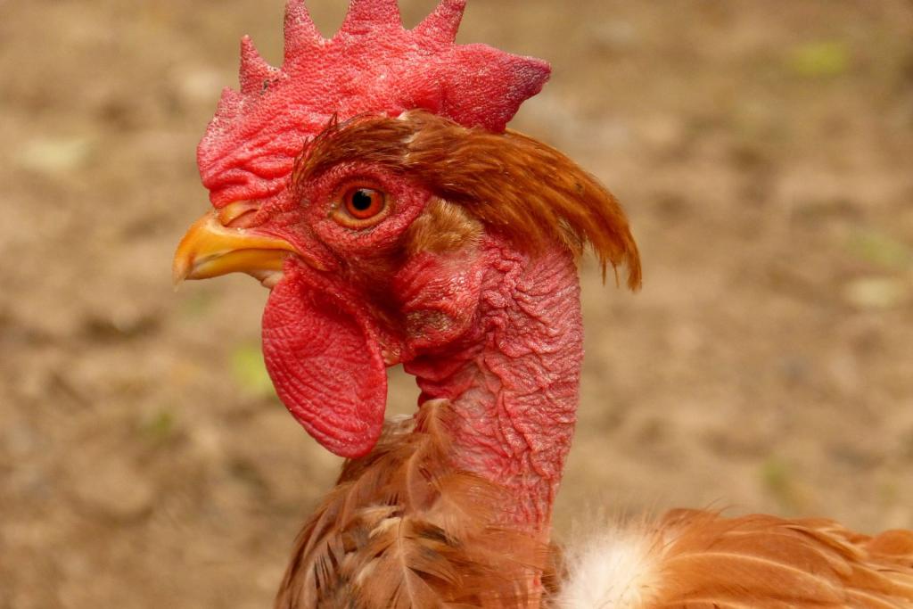 Kopf und Hals des Nackthalshuhns