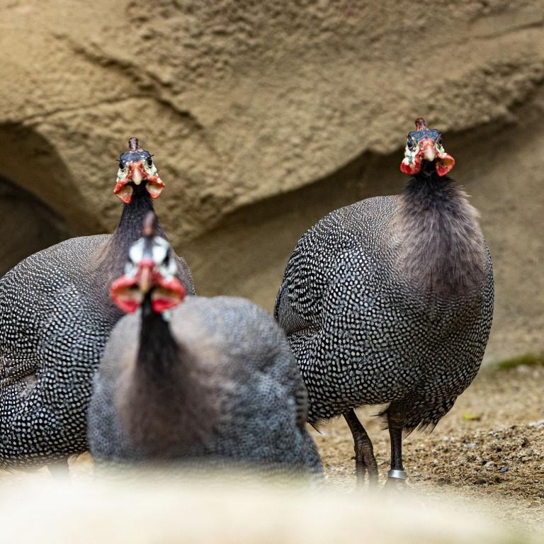 Drei Perlhühner vor einer kargen Felslandschaft