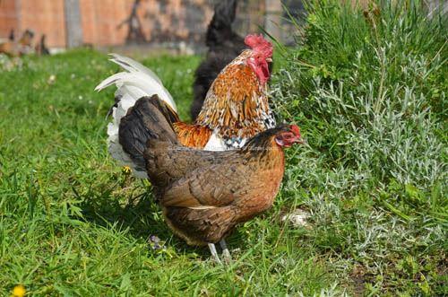 Steinhendl Hahn und Henne - Bildquelle: Günter Jaritz