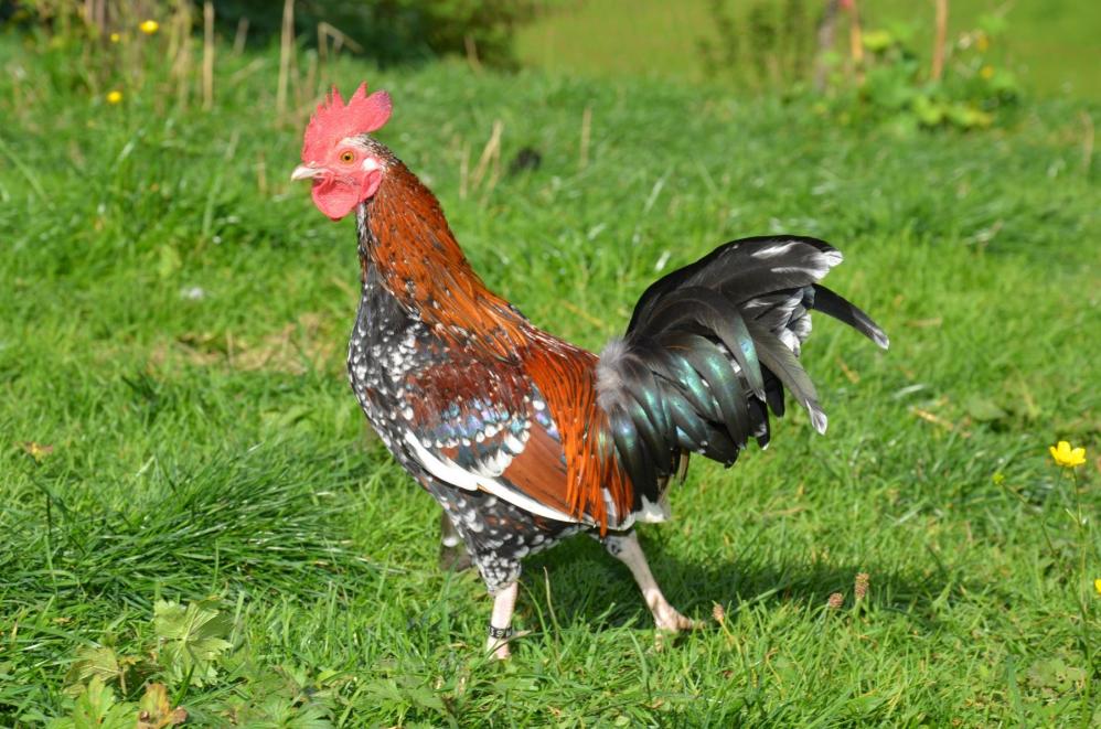 Steinhendl Hahn - Bildquelle: Günter Jaritz