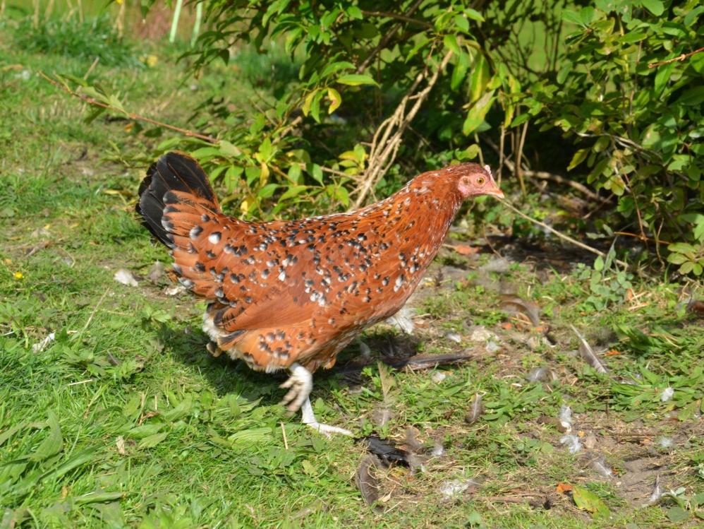 Steinhendl - Bildquelle: Günter Jaritz