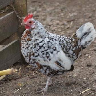 Steinhendl Huhn  - Bildquelle: Günter Jaritz