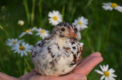 Steinhendl Küken - Bildquelle: Günter Jaritz