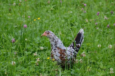 Steinhendl Küken - Bildquelle: Günter Jaritz