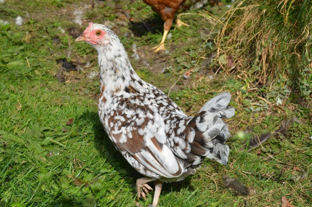 Steinhendl - Bildquelle: Günter Jaritz