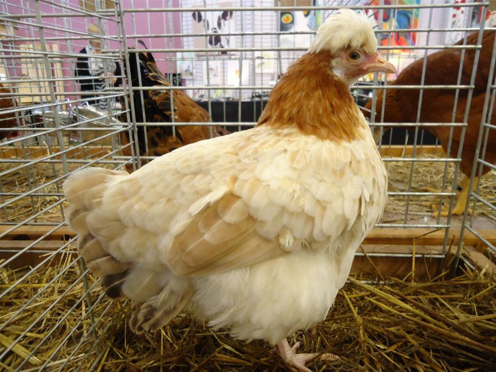 Zwerg Sulmtaler Henne