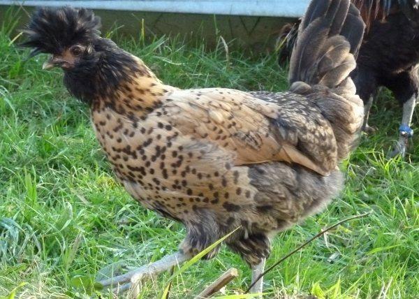 Tirolerhuhn - Quelle: tirolerhuhn.org Tirolerhuhn