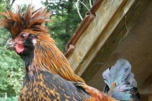 Neu Tirolerhuhn - Quelle: tirolerhuhn.org Neu Tirolerhuhn