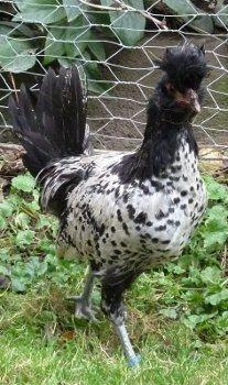 Tirolerhuhn Junghahn