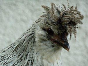 Neu Tirolerhuhn