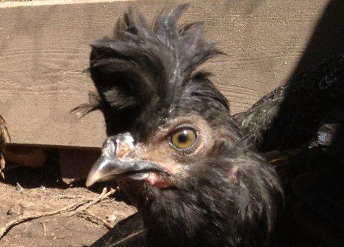 Neu Tiroler Jungtier - Quelle: tirolerhuhn.org Neu Tiroler Jungtier