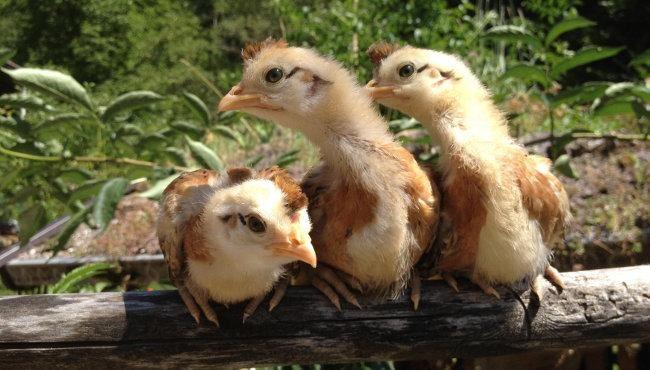 Tirolerhuhn Küken - Quelle: tirolerhuhn.org Tirolerhuhn Küken