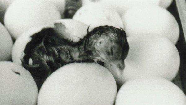 Schlupf Neu Tirolerhuhn