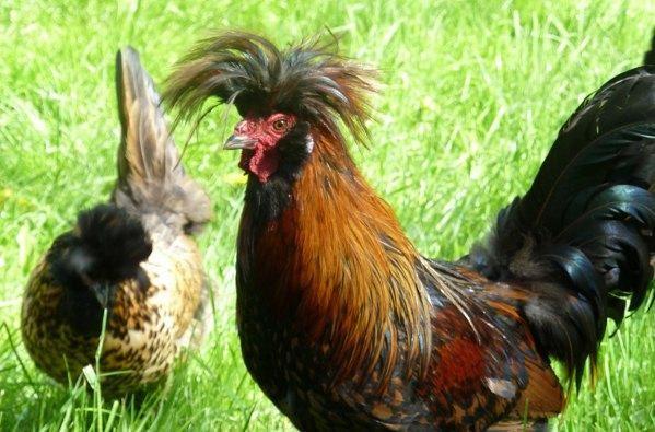 Tirolerhuhn - Quelle: tirolerhuhn.org Tirolerhuhn