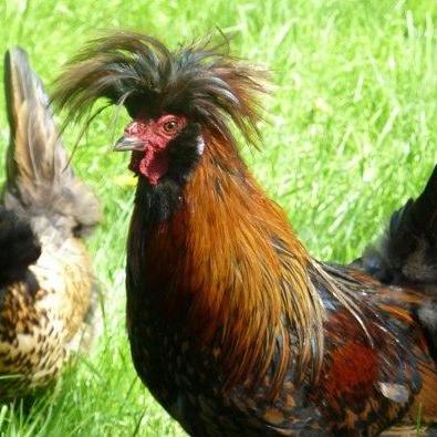 Tirolerhuhn