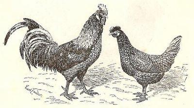 Altsteirer Hühner um 1920