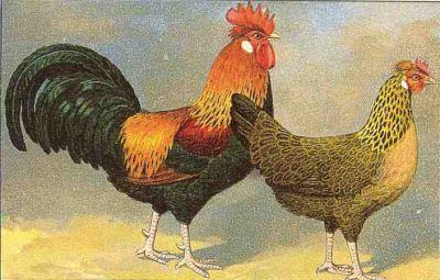 Altsteirer Hühner um 1926