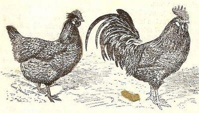 Sulmtaler um 1920