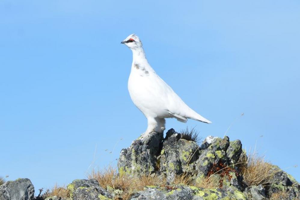 Alpenschneehuhn im Winterkleid - Von Johann Jaritz - Eigenes Werk, CC BY-SA 3.0 at, https://commons.wikimedia.org/w/index.php?curid=29230314 Alpenschneehuhn im Winterkleid
