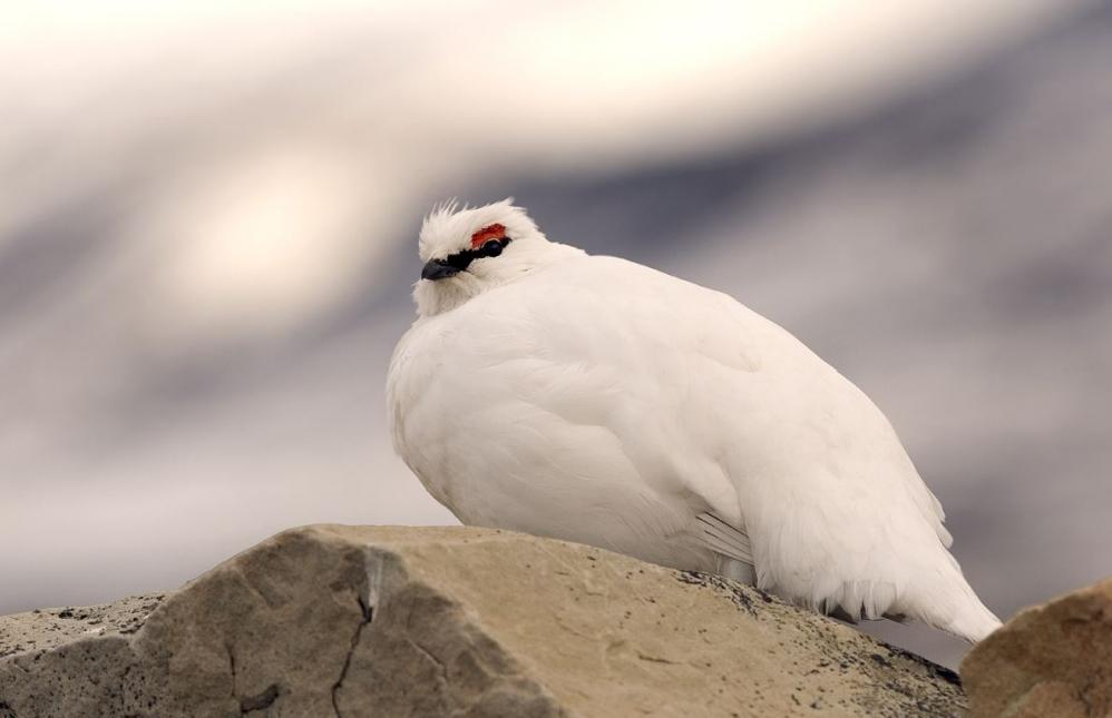 Alpenschneehuhn - Von I, Perhols, CC BY 2.5, https://commons.wikimedia.org/w/index.php?curid=2424219 Alpenschneehuhn