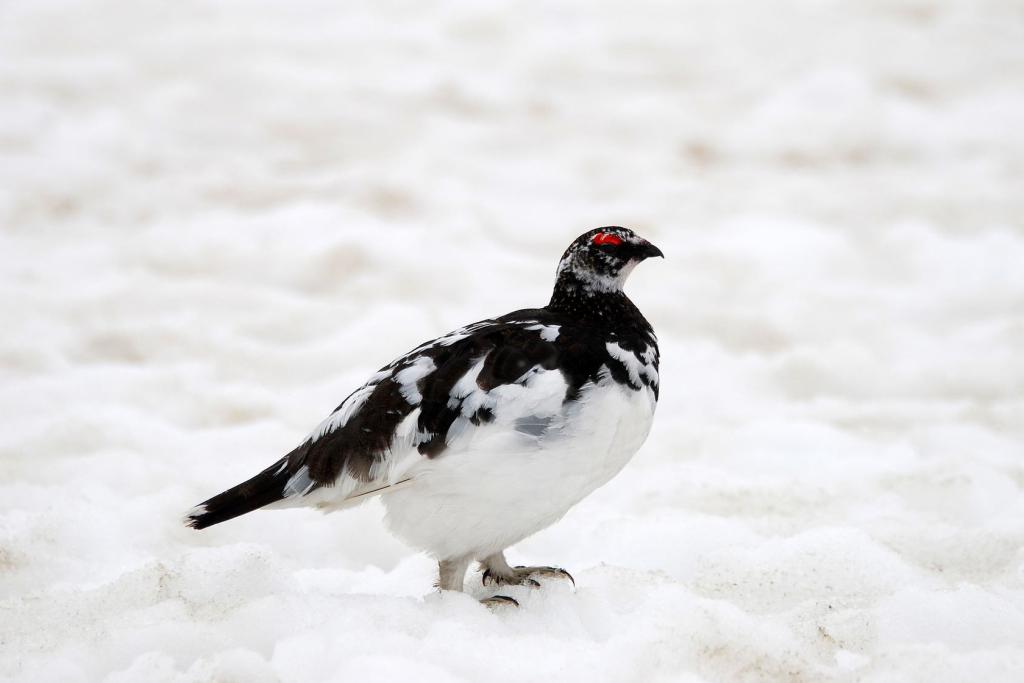 Alpenschneehuhn - Bild von Wonho_Son auf Pixabay Alpenschneehuhn