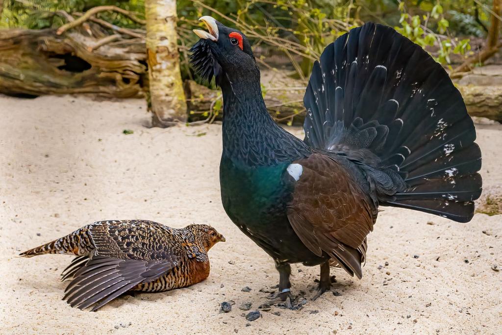 Auerhuhn - Bild von Thorsten Schulze auf Pixabay Auerhuhn
