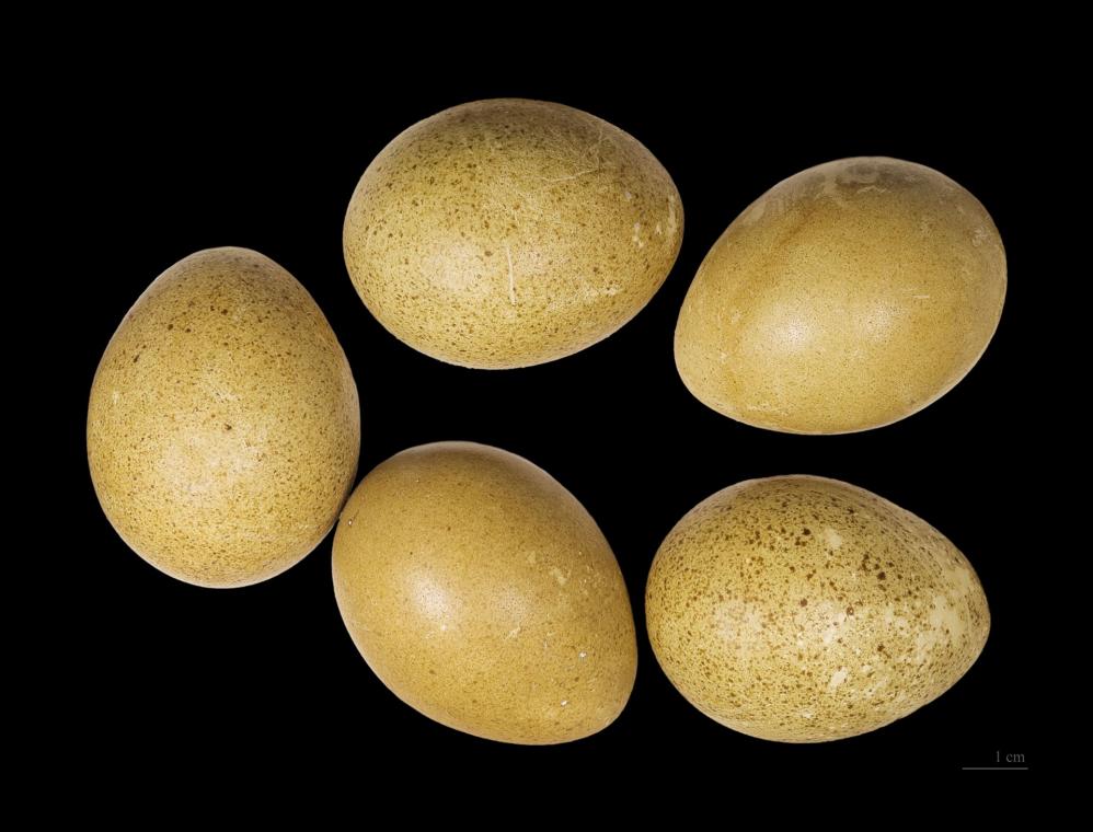 Eier vom Auerhuhn - Von Didier Descouens - Eigenes Werk, CC BY-SA 4.0, https://commons.wikimedia.org/w/index.php?curid=16249371 Eier vom Auerhuhn