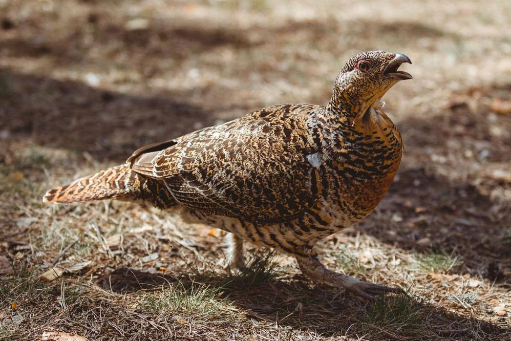 Auerhuhn Henne - Bild von Mareks Steins auf Pixabay Auerhuhn Henne
