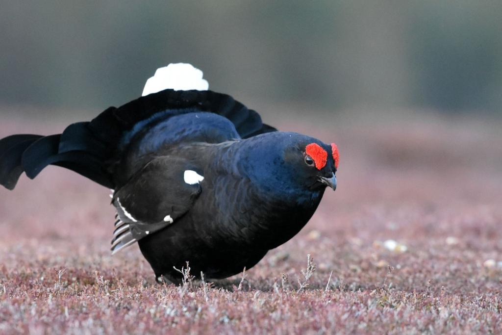 Birkhahn bei der Balz