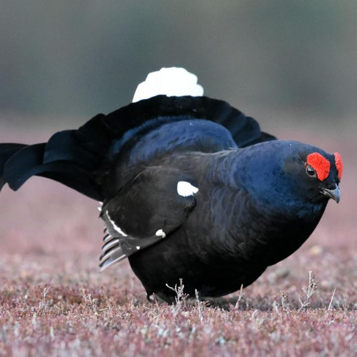 Birkhahn bei der Balz