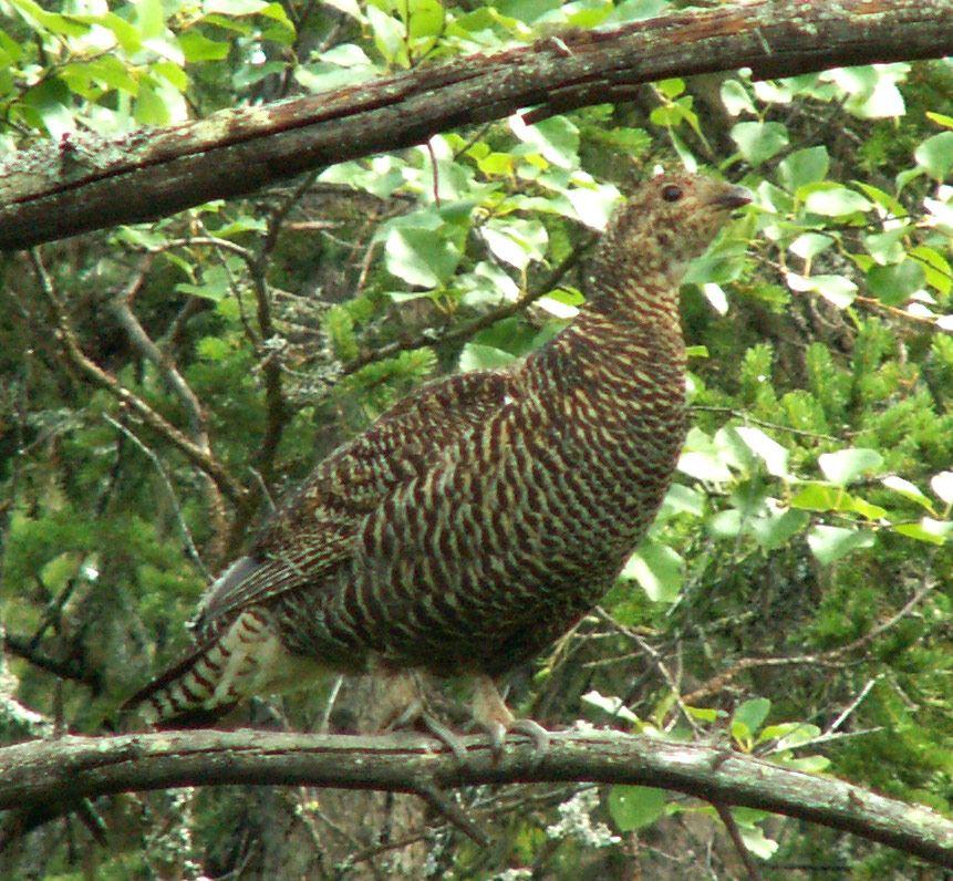 Birkhenne - CC BY-SA 3.0, https://commons.wikimedia.org/w/index.php?curid=246632 Birkhenne