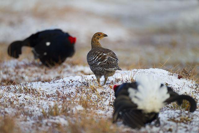 Birkhenne in der Balzarena