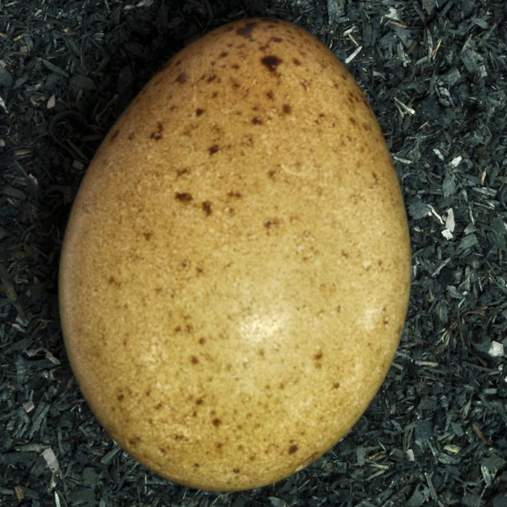 Birkhuhn Ei