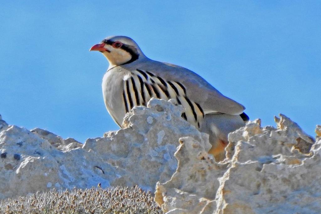 Chukarhuhn - Bild von Dimitris Vetsikas auf Pixabay Chukarhuhn