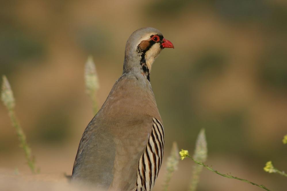 Chukarhuhn - Bild von Stephen D auf Pixabay Chukarhuhn
