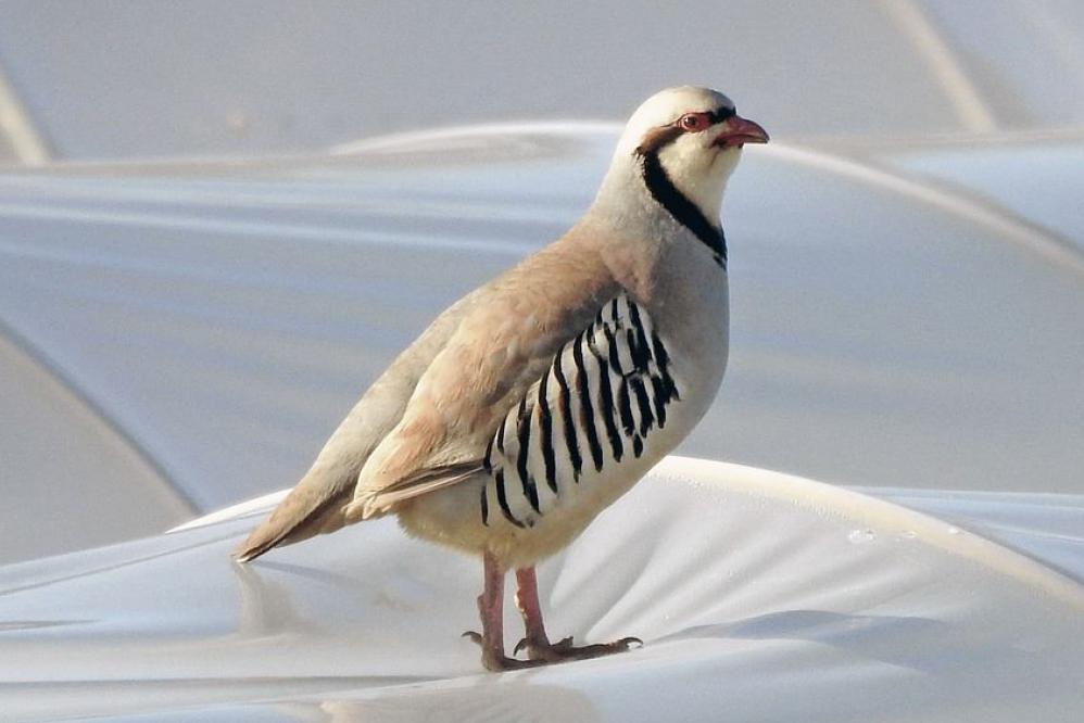 Chukarhuhn - Bild von Dimitris Vetsikas auf Pixabay Chukarhuhn