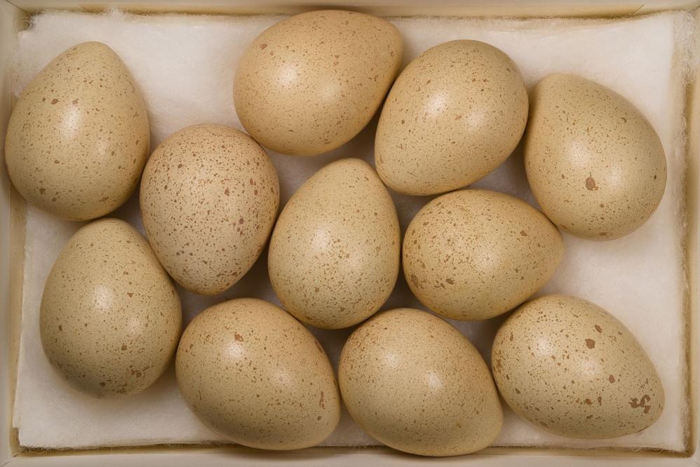 Eier des Chukarhuhns