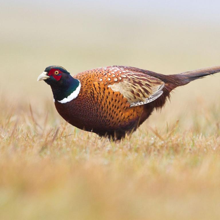 Fasan - Bild von quillerpl auf Pixabay