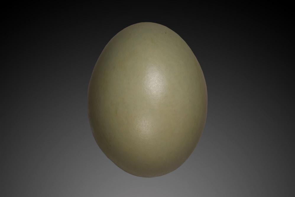 Ei des Fasans