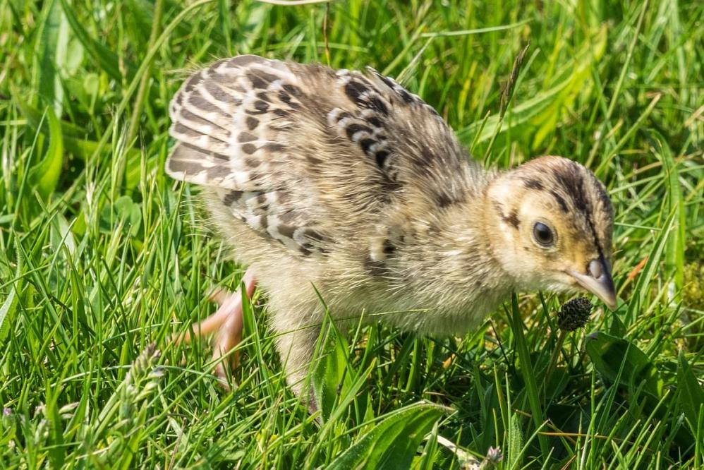 Fasanenküken - Bild von Openthedoor auf Pixabay